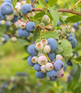 Vaccinium corymbosum 'Elliott'